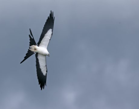 Swallow-tailed Kite, Ecuador