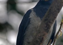 Barred Hawk, Mindo region, Ecuador