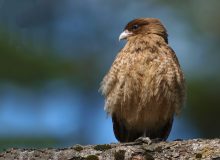 Chimango Caracara, ierra del Fuego National Park, Argentina