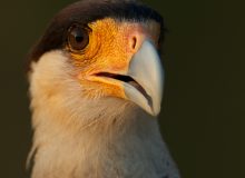 Southern Crested Caracara, Pantanal, Brazil