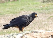 Striated Caracara, Falkland Islands