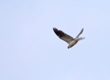 White-tailed Kite, Panama