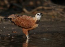 Black-collared Hawk, Pantanal, Brazil