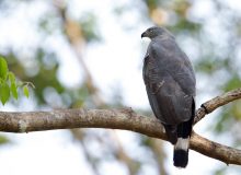 Crane Hawk, Pantanal, Brazil