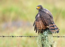 Roadside Hawk, Panama