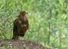 Intermediate Morph Variable Hawk, Pantanal, Brazil