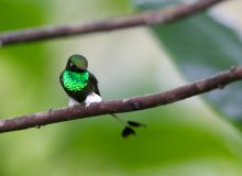 Booted Racket-tail, Buenaventura Reserve, Ecuador