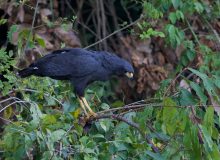 Great Black Hawk, Rio Madre de Dios, Peru