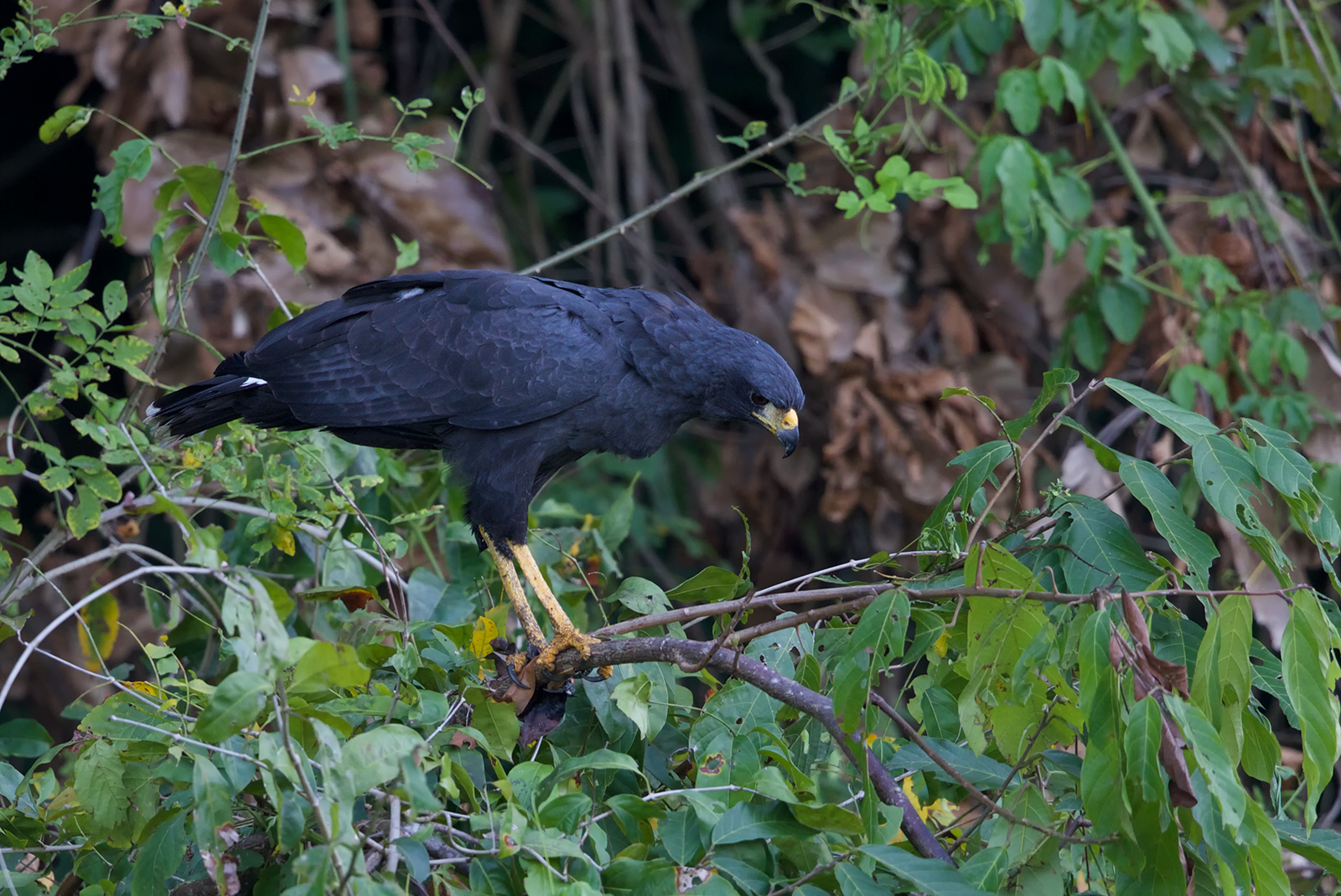 river hawk bird