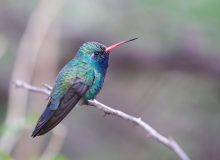 Broad-billed Hummingbird, Patagonia State Park, Airizona