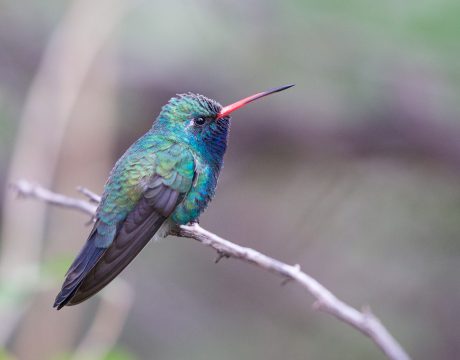 Broad-billed Hummingbird, Patagonia State Park, Airizona