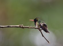 Black-crested Coquette, Costa Rica