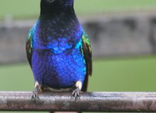 Velvet-purple Coronet, West Andes, Ecuador