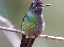 Talamanca Hummingbird. Costa Rica