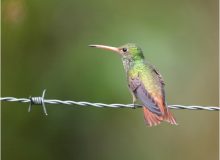 Rufous-tailed Hummingbird, West Slope Andes, Ecuador