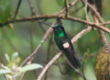 Buff-winged Starfrontlet, Ecuador