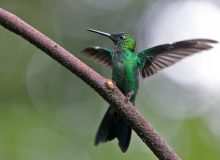 Green-crowned Brilliant. Ecuador