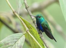 Violet-bellied Hummingbird, Ecuador