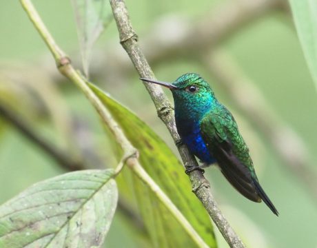 Violet-bellied Hummingbird, Ecuador