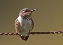 Volcano Hummingbird, Costa Rica