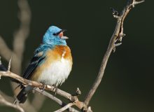 Lazuli Bunting Male, Boise Foothills, Idaho