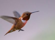 Rufous Hummingbird, Sawtooth NRA, Idaho