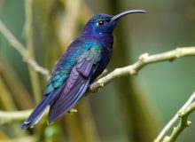 Violet Sabrewing, Costa Rica