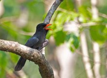 Black-faced Nunbird, Eastern Peru