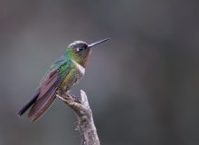 Collared Inca, Peru