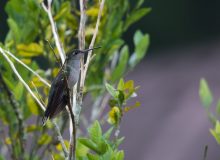 Gray-breasted Sabrewing