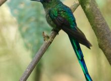 Long-tailed Sylph, Ecuador