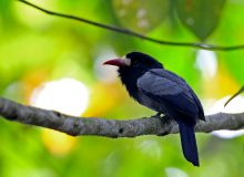 White-fronted Nunbird, Ecuador