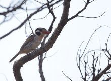 White-eared Puffbird, Pantanal. Brazil