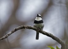 White-necked Puffbird, Panama