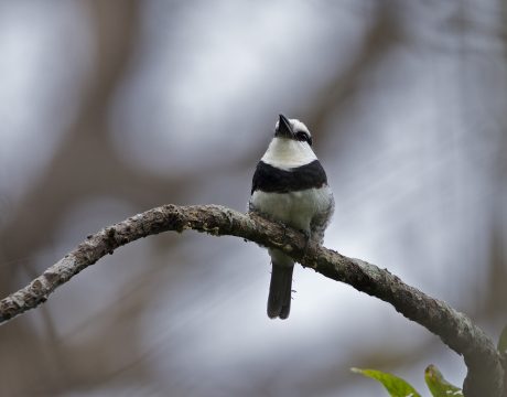White-necked Puffbird, Panama