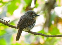 White-whiskered Puffbird