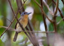 Grey-cheeked Nunlet, Darien, Panama