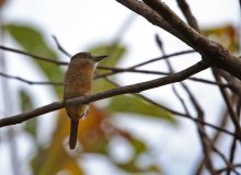 Barred Puffbird, Darién Province, Panama