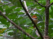 Collared Puffbird, Manu Road, Peru