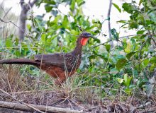 Male Chestnut-bellied Guan, Pantanal, Brazil