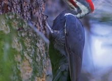Pileated Woodpecker, McCall, Idaho