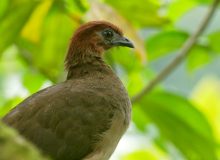 Rufous-headed Chachalaca