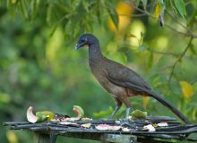 Rufous-vented Chachalaca, Tobago Island, Trinidad and Tobago