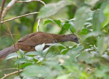 Speckled Chachalaca, Eastern Ecuador