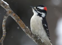 Male Downy Woodpecker, McCall, Idaho