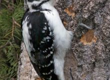 Hairy Woodpecker, Fairbanks, Alaska
