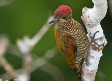 Red-stained Woodpecker, Ecuadorian Amzon