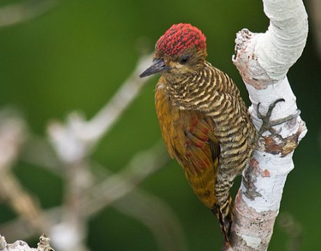 Red-stained Woodpecker, Ecuadorian Amzon