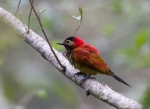 Crimson-mantled Woodpecker